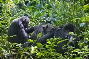 Images Dated 31st May 2009: Chimpanzee - social grooming in morning sun - tropical forest - Western Uganda - Africa