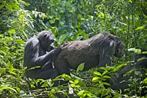 Images Dated 31st May 2009: Chimpanzee - social grooming in morning sun - tropical forest - Western Uganda - Africa