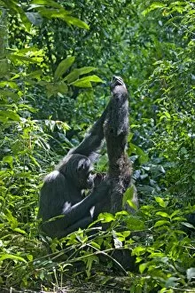 Images Dated 31st May 2009: Chimpanzee - social grooming in morning sun ('hand clasp' grooming behavior)