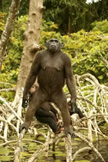 Chimpanzee Standing up on branches Concuati, Congo, Central Africa