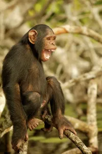 Anthropomorphic Prints: Chimpanzee Standing up on branches Concuati, Congo, Central Africa