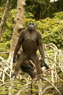 Images Dated 20th January 2004: Chimpanzee Standing up on branches Concuati, Congo, Central Africa