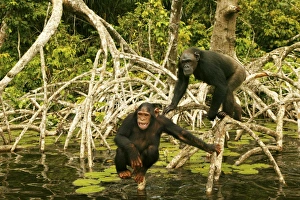 Images Dated 20th January 2004: Chimpanzee Standing up on branches above water Concuati, Congo, Central Africa