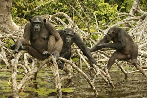Images Dated 20th January 2004: Chimpanzee Three together standing up on branches, above water Concuati, Congo, Central Africa