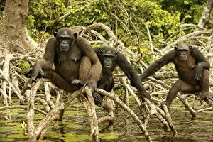 Images Dated 20th January 2004: Chimpanzee Three together standing up on branches, above water Concuati, Congo, Central Africa