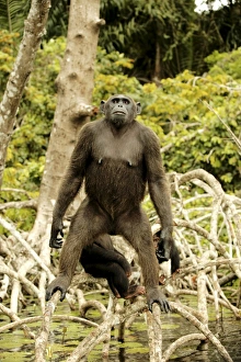 Images Dated 20th January 2004: Chimpanzee Standing on branches above water Concuati, Congo, Central Africa