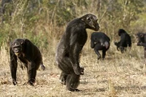 Images Dated 17th July 2004: Chimpanzee - standing. Chimfunshi Chimp Reserve - Zambia - Africa
