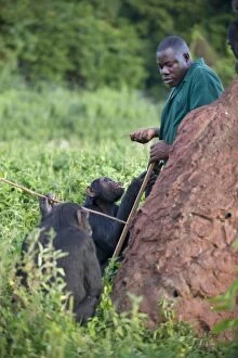 Chimps Gallery: Chimpanzee - Stany Nyomolwi (Caretaker) with sub-adult