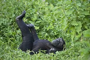 Chimpanzee - sub-adult female (named Ikuru) used as surrogate in infant integration program