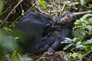 Chimpanzee - sub-adult grooming three year old sibling