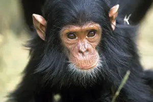 Monkey Prints: Chimpanzee Tanzania