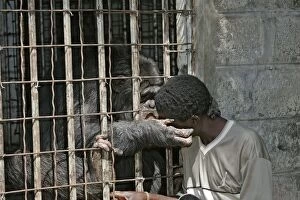 Chimpanzees Gallery: Chimpanzee - touching boy though cage bars