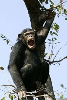 Chimpanzee - in tree, calling