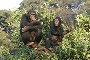 Images Dated 16th July 2004: Chimpanzee - two in tree. Chimfunshi Chimp Reserve - Zambia - Africa