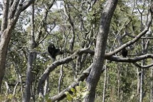 Images Dated 15th July 2004: Chimpanzee - tree. Chimfunshi Chimp Reserve - Zambia - Africa