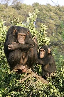 Images Dated 15th July 2004: Chimpanzee - two in tree. Chimfunshi Chimp Reserve - Zambia - Africa