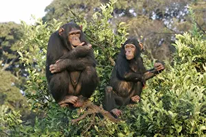 Chimps Prints: Chimpanzee - two in tree. Chimfunshi Chimp Reserve - Zambia - Africa