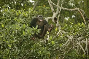 Congo Prints: Chimpanzee In tree Concuati, Congo, Central Africa