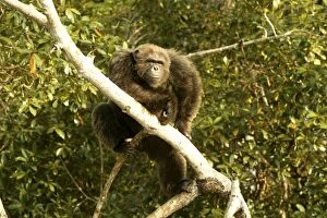 Images Dated 20th January 2004: Chimpanzee In tree Concuati, Congo, Central Africa