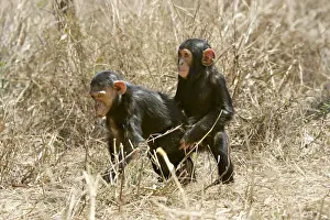 Chimpanzee - two. Chimfunshi Chimp Reserve - Zambia - Africa