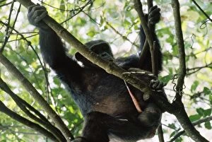 Images Dated 1st December 2008: Chimpanzee - urinating Mahale Mountains Tanzania