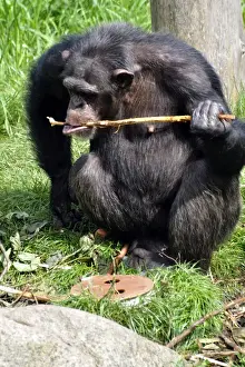 Chimpanzee using a stick to retrieve food from underground, as in the wild in Central African forests, but now set up as behavioural enrichment in captivity