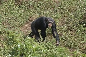 Images Dated 11th January 2006: Chimpanzee - W & C African forests