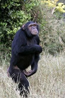 Images Dated 15th July 2004: Chimpanzee - walking. Chimfunshi Chimp Reserve - Zambia - Africa