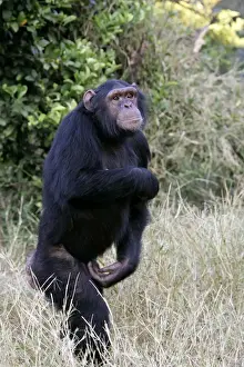 Chimpanzee - walking. Chimfunshi Chimp Reserve - Zambia - Africa