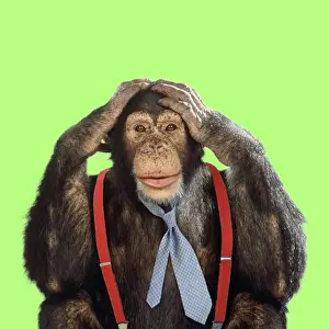 Funny Prints: Chimpanzee - wearing tie and braces Digital Manipulation: Colour B/G Tie & braces (Su)