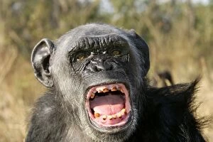 Chimps Collection: Chimpanzee - yawning showing close-up of mouth and teeth, aggressive