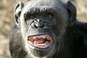 Chimpanzee - yawning showing close-up of mouth and teeth aggressive