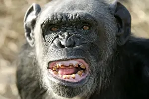 Cross Prints: Chimpanzee - yawning showing close-up of mouth and teeth aggressive