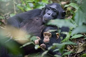 Images Dated 31st May 2009: Chimpanzee - one year old infant with mother - tropical forest - Western Uganda - Africa