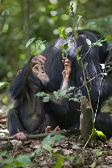 Images Dated 31st May 2009: Chimpanzee - one year old infant playing with tree - tropical forest - Western Uganda - Africa