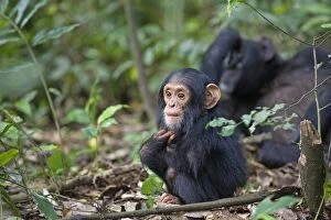 Images Dated 31st May 2009: Chimpanzee - one year old infant - tropical forest - Western Uganda - Africa