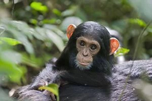 Images Dated 13th June 2009: Chimpanzee - one year old infant - tropical forest - Western Uganda - Africa