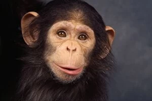 Chimps Gallery: Chimpanzee - young