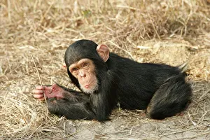 WAT-9520 Chimpanzee - young. Chimfunshi Chimp Reserve, Zambia, Africa Pan troglodytes Chimfunshi Chimp Reserve is recognised as the worldÕs largest dedicated sanctuary for orphaned chimps. As chimpanzees are not indigenous to Zambia it is not possible to free-release them locally, therefore 2, 000 acres of forest land has been designated to the chimps. M. Watson Please note that prints are for personal display purposes only and may not be reproduced in any way Chimpanzee - young