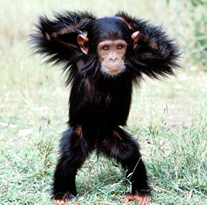 Chimps Collection: Chimpanzee - young, with arms on head