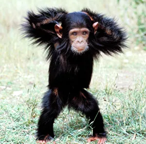 Chimpanzee - young, with arms on head