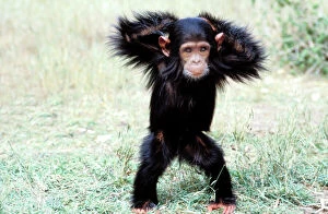 Chimpanzee - young, with arms on head