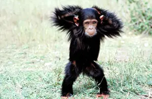 Anthropomorphic Prints: Chimpanzee - young, with arms on head