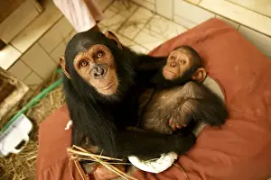 Chimpanzee With young Chimpanzee on bed at Orphanage / Nursery for young chimpanzees Congo, Central Africa