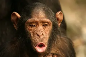 Congo Prints: Chimpanzee Young Concuati, Congo, Central Africa