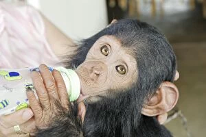 Chimpanzee - young being fed keeper