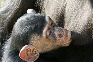 Chimpanzee - young suckling