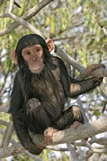 Images Dated 19th July 2004: Chimpanzee - young in tree. Chimfunshi Chimp Reserve - Zambia - Africa