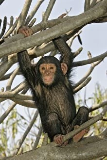 Images Dated 19th July 2004: Chimpanzee - young in tree. Chimfunshi Chimp Reserve - Zambia - Africa
