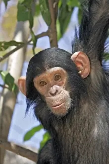 Chimpanzee - young in tree. Chimfunshi Chimp Reserve - Zambia - Africa